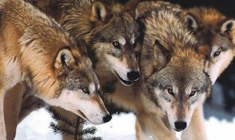 Najezda vukova u Hercegovini, sve češće napadaju