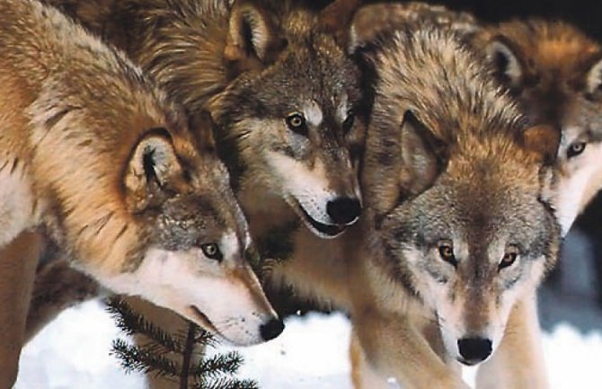Najezda vukova u Hercegovini, sve češće napadaju