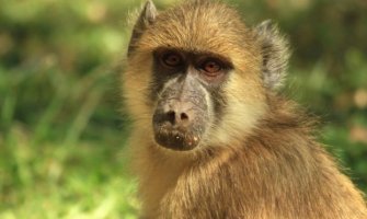 Pariz: Majmuni pobjegli iz zoološkog vrta, naređena evakuacija