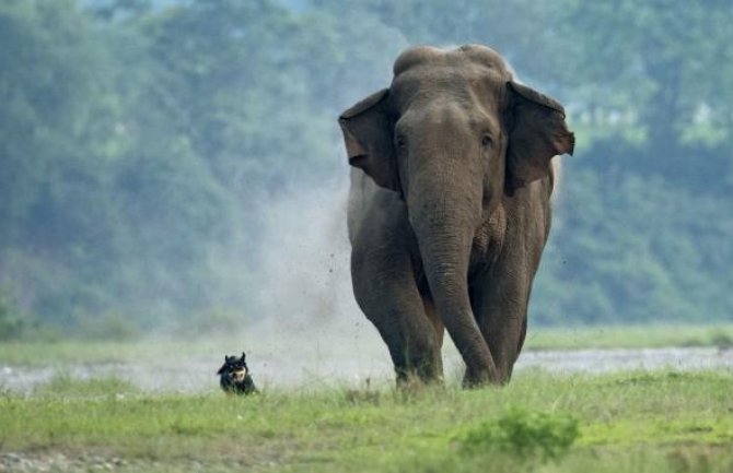 Pas odbijao da napusti slona dok je umirao (FOTO)