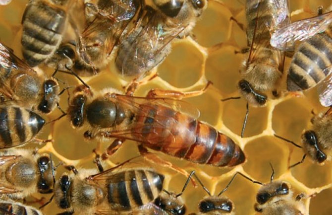 Pčelari da se prijave i učestvuju u odgajivanju pčelinjih matica