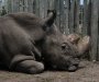 Uginuo posljednji mužjak sjevernog bijelog nosoroga