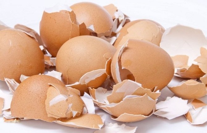 Evo kako da iskoristite ljuske od jajeta