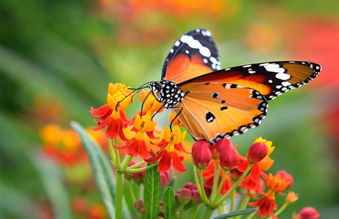 Ukoliko često i svuda viđate leptire budite spremni na pozitivne promjene