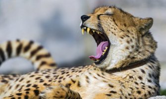 Htjeli da se dive gepardima izbliza, jedva izvukli živu glavu (VIDEO)