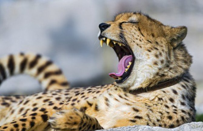Htjeli da se dive gepardima izbliza, jedva izvukli živu glavu (VIDEO)