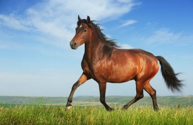 Konj je promijenio istoriju i izgled Evroazije