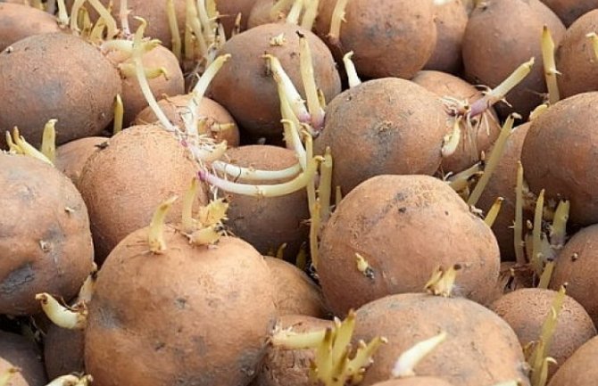 Proklijali i zeleni  krompir može biti opasan po zdravlje