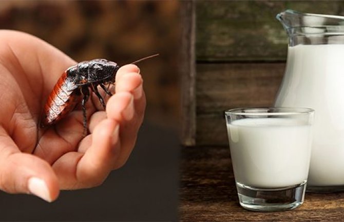 Posebna vrsta mlijeka od insekata je superhrana budućnosti