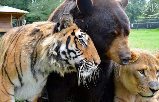 Njemačka: Uhvaćeni odbjegli lavovi i tigrovi iz zoološkog vrta