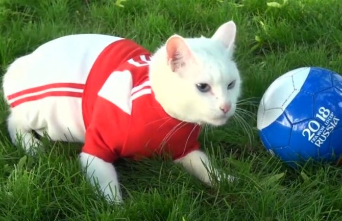 Mačak Ahil zaposlen kao vidovnjak Svjetskog prvenstva u Rusiji
