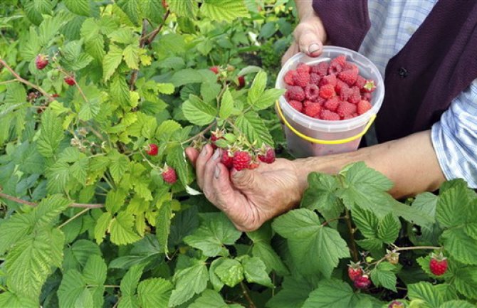 Gintaš u Mojkovcu gradi fabriku za preradu voća: Sjever Crne Gore jedan od najčistijih regiona u Evropi