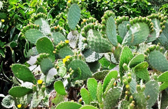 Kaktusova voda usporava starenje kože