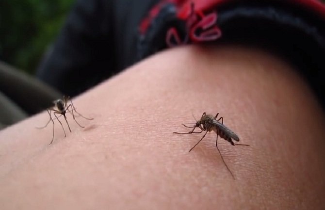 Na Lušticu pustili 30.000 komaraca iz Italije