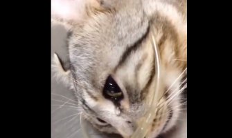 Uplakani mačak prima medicinsku pomoć nakon što su ga prebili (VIDEO)
