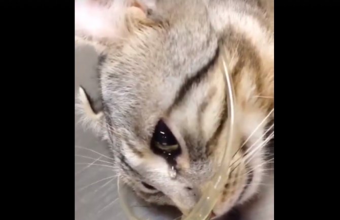 Uplakani mačak prima medicinsku pomoć nakon što su ga prebili (VIDEO)