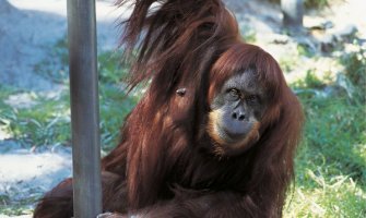 Preminuo Puan, najstariji orangutan na svijetu (VIDEO)