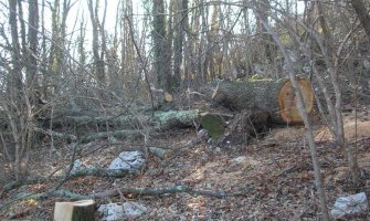 Čuvar zloupotrijebio položaj: Sječom šume nanijeta šteta od oko 54.000 eura