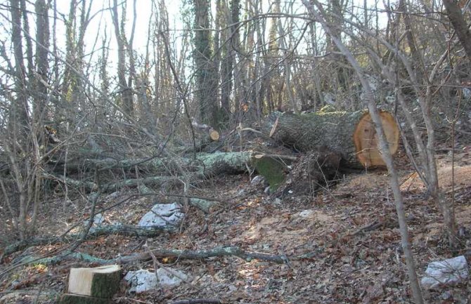 Čuvar zloupotrijebio položaj: Sječom šume nanijeta šteta od oko 54.000 eura