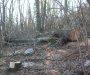 Poginuo Bjelopoljac: Obrušilo se stablo na njega