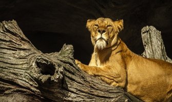 Zoološki vrt evakuisan nakon bijega lavice