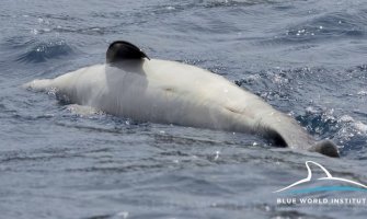 Emotivan prizor na moru: Ženka delfina tuguje za uginulim mladunčetom(FOTO)