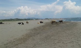Krave se sunčaju na Velikoj plaži u Ulcinju
