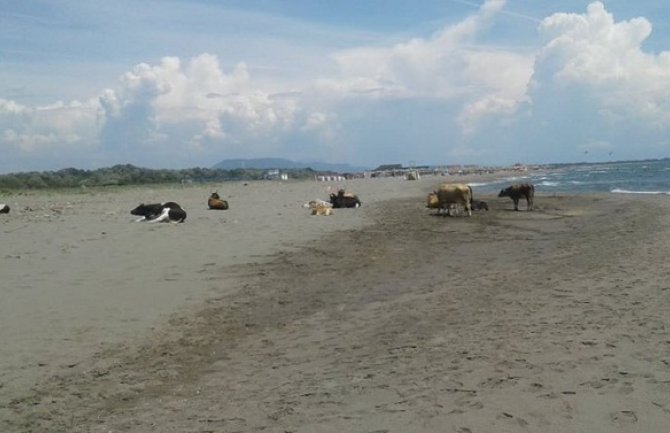 Krave se sunčaju na Velikoj plaži u Ulcinju