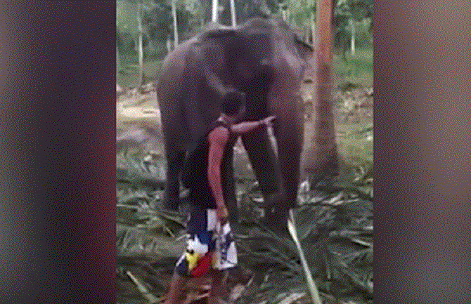 Pogledajte kako je slon katapultirao u vazduh turistu na Tajlandu (VIDEO)