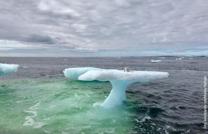 Kanadski ribari na santi leda ugledali nešto što nikad ranije nijesu vidjeli (Video)
