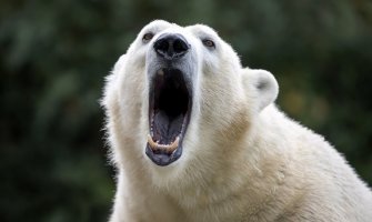 Otac poginuo braneći djecu u napadu polarnog medvjeda na sjeveru Kanade