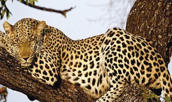 Ubijen leopard u Indiji: U posljednje 3 godine usmrtio 21 osobu