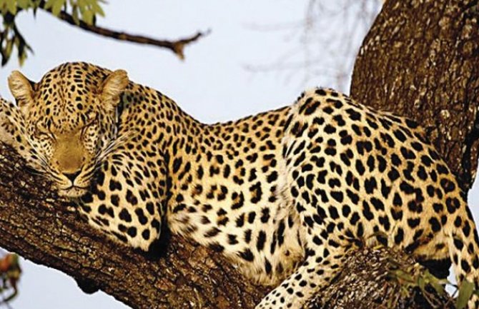 Ubijen leopard u Indiji: U posljednje 3 godine usmrtio 21 osobu