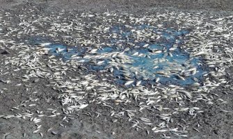 Pomor ribe na Slanom jezeru, uginulo oko 690 kilograma ribe (VIDEO)