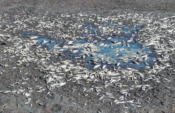 Pomor ribe na Slanom jezeru, uginulo oko 690 kilograma ribe (VIDEO)