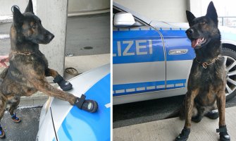 Policijski psi u Cirihu patroliraju u cipelicama, zbog vrelog asfalta!(FOTO)