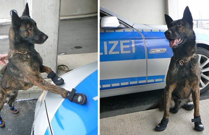 Policijski psi u Cirihu patroliraju u cipelicama, zbog vrelog asfalta!(FOTO)