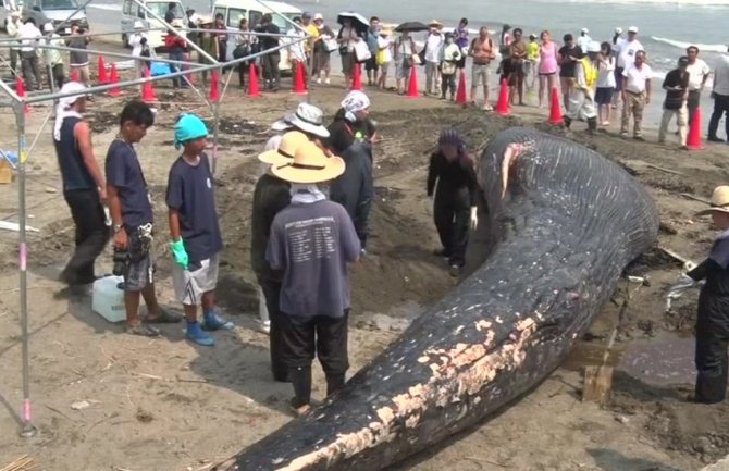 Tijelo plavog kita pronađeno na obali Japana