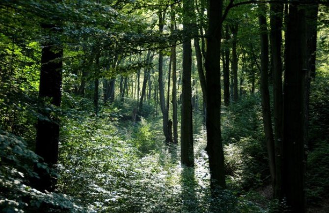 Švedska i EU u sukobu zbog sječe šuma