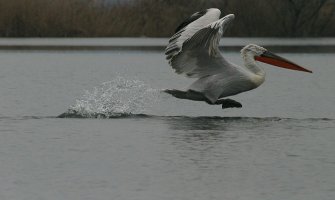 Uspješna godina za pelikane