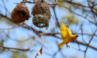 Ptice pletilje i njihova gnijezda mala su čuda prirode(FOTO)