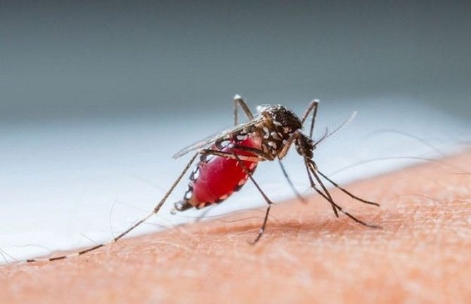 Simptomi koji pokazuju da ste alergični na ujed komaraca