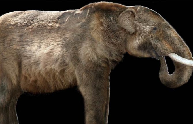 Pronađeni fosili mastodonta stari oko 20 miliona godina