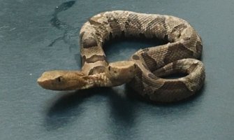 Pronađena zmija sa dvije glave, obje ispuštaju otrov (VIDEO)