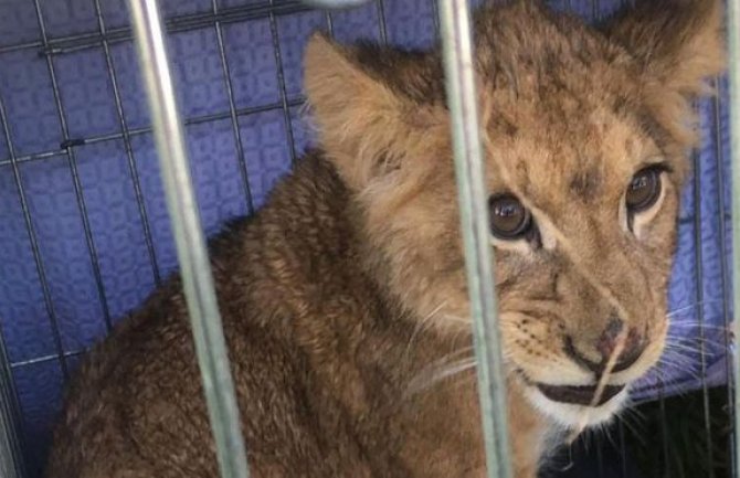 Trkač u Holandiji naletio na mladunče lava