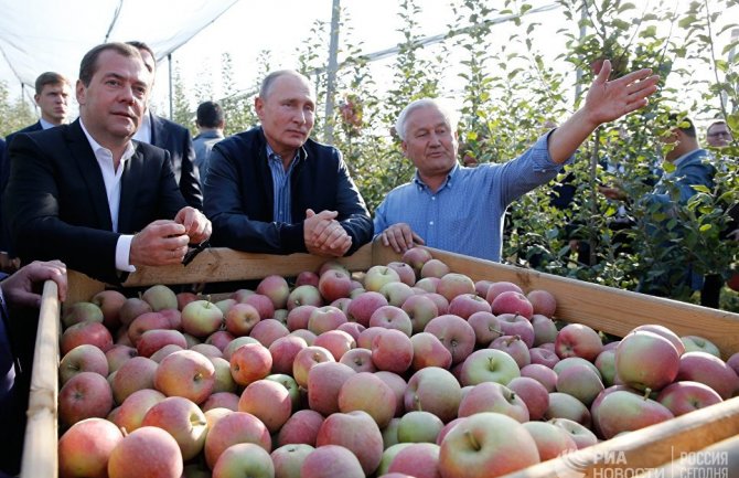 Putin i Medvedev u voćnjaku: Ako se nešto desi branićemo se jabukom od skoro pola kg