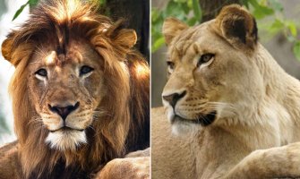 Nakon osam zajedničkih godina lavica ubila lava u zoološkom vrtu