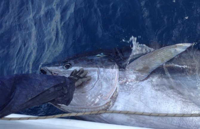 Zoran ulovio tunu tešku 317 kilograma, vrijednu skoro 5 000 eura (FOTO)