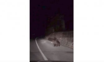 Dva medvjeda snimljena na rožajskom putu(VIDEO)