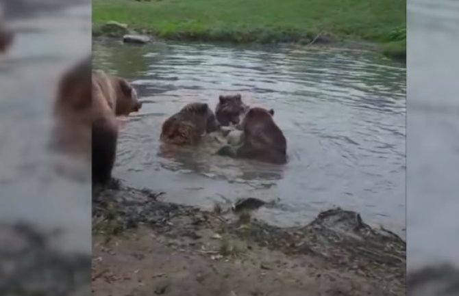 Brutalna scena: Medvjedi rastrgli vučicu u zoo vrtu, djeca šokirana (VIDEO)
